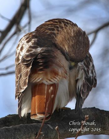 Birds of Prey | Birds of New England.com