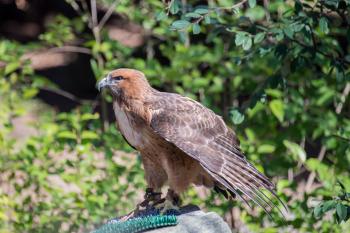 Red-tailed hawk - Lindsay Wildlife Experience