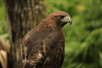 Red-tailed Hawk
