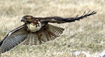 redtailedhawk-17.jpg