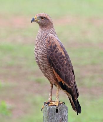 Savanna hawk - Wikipedia