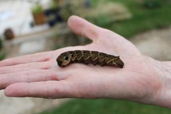 Butterflies and Moths | Wildlife Support and Conservation