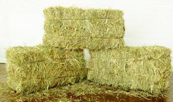 13 Gallon Bag of Timothy/Orchard Hay (pick up only)