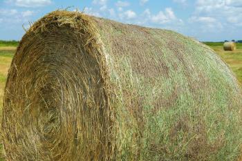 Drought-ravaged ranchers look east for CRP hay | Agweek