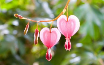 Flower: Bleeding Hearts Pink Flowers Nature Heart Flower Desktop ...