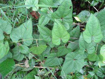 heart shaped leaves | fbmn14