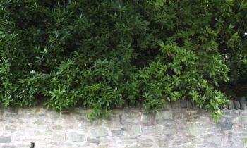Hedge bush wall