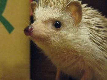 File:Pet hedgehog closeup.jpg - Wikimedia Commons