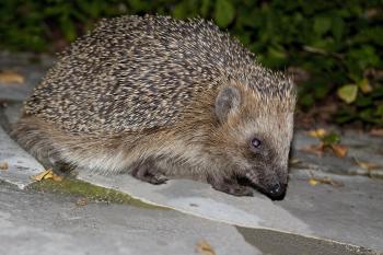 Hedgehog Closeup