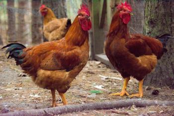 Chicken in a Hen House