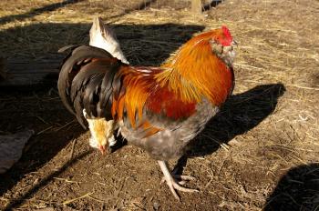 Hen Wallpapers HD Download