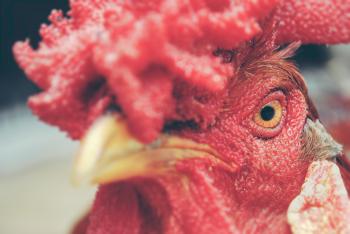 Free Images : bird, flower, red, pink, chicken, rooster, close up ...