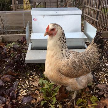 The Eugene Backyard Farmer » Blog