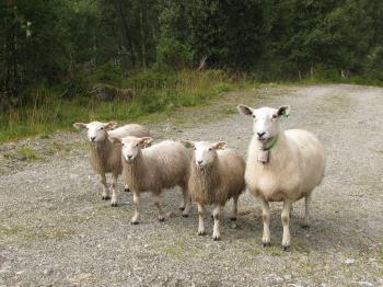 Free Images : meadow, animal, herd, farming, pasture, grazing ...