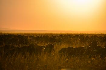 Herd of Buffalo during Sunset