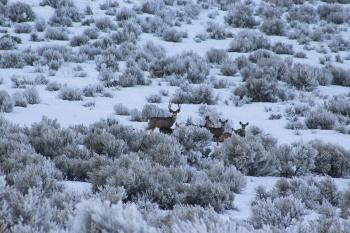 Herd of Deer on Bush