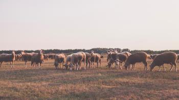 Herd of Sheep Taken Under White Sky
