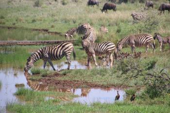 Herd of Zebras on Body of Water With Grass