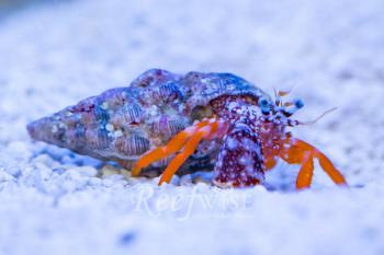 Polka Dotted Hermit Crab – Reefwise