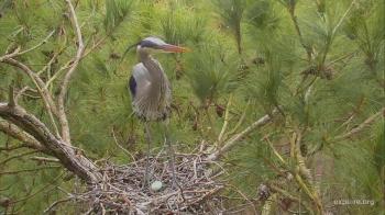 Great Blue Heron - Chesapeake Conservancy