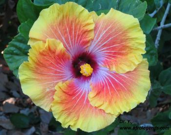 Hibiscus Flower – Harmonious Day | African Heritage