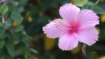 Pink Hibiscus Flower 4K Footage with Bokeh Effect Nature Background ...