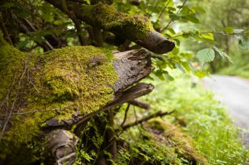 Bear hidden in a mossy tree with camouflage, can you spot it ...