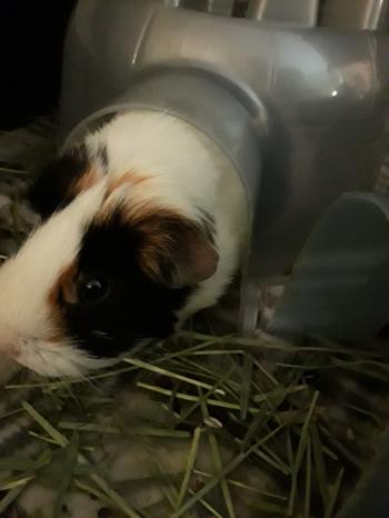 Jennifer hiding out in her pigloo. | guinea pigs | Pinterest | Animal
