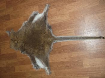 NZ Wallaby skins » Animal Skin Tanning Services