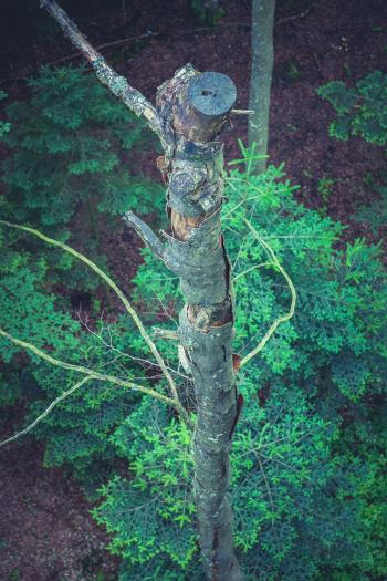 High Angle Photo of Brown Wood Trunk