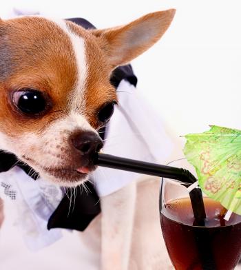 High Class Thirsty Chihuahua Having A Drink