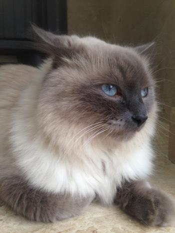 File:Himalayan Male Cat 5 years Old Lilac Point.jpg - Wikimedia Commons