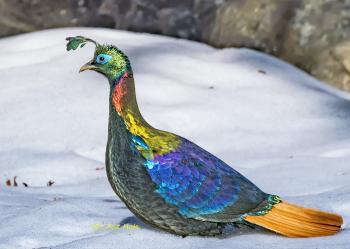 Himalayan monal - Wikipedia