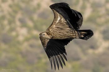 Himalayan Griffon (Gyps himalayensis) Himalayan Griffon Vulture ...