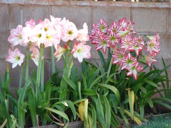 Plants & Flowers » Amaryllis