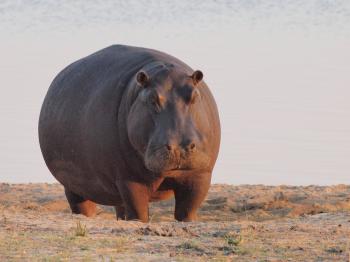 File:Hippo at dawn.jpg - Wikimedia Commons