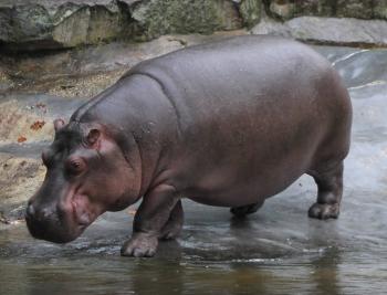Image - Hippo for Nat.jpg | Fallout Wiki | FANDOM powered by Wikia