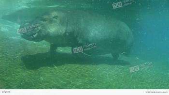 Hippo Swimming Underwater On Sunny Day, Slow Motion Stock video ...