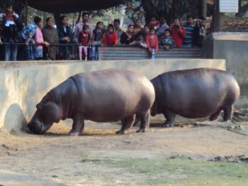 Hippopotamus at Alipur zoo