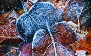 Hoar Frost Leaves ❤ 4K HD Desktop Wallpaper for 4K Ultra HD TV ...