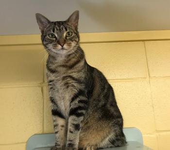 Cat for Adoption – Gavin, near Lake Charles, LA | Petfinder