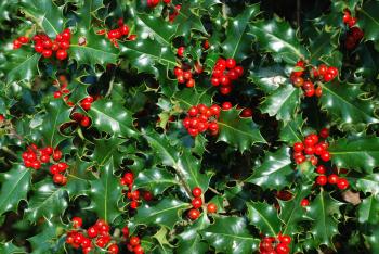 Red berries on an evergreen holly bush (Ilex species) | Bushes and ...
