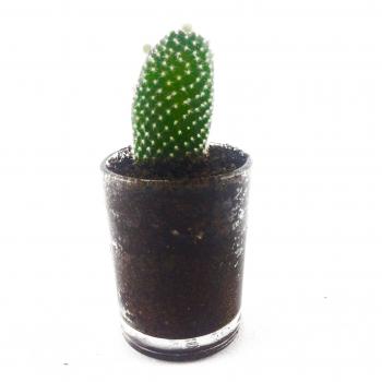 CACTI MC005 - MICRO PLANT STUDIO
