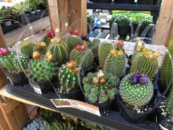 Dear HomeDepot, please stop hot-gluing fake flowers to cacti ...