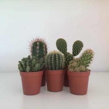 5 Mixed Cacti | The Glass Gardener
