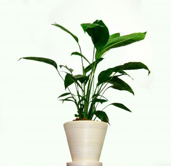 Beautiful Home Plants At Houseplant on Uncategorized Design Ideas ...