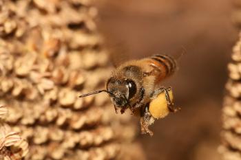 Honey bee - Wikipedia