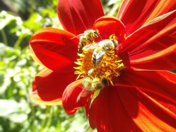 Honey Bee Pollinating