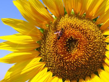 Honeybee on Sunflower during Daytime