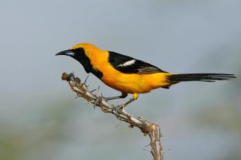 Hooded Oriole | Audubon Field Guide